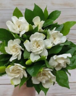 Scented Gardenia and Jasmine Bouquet