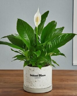 Tranquil Peace Lily Plant